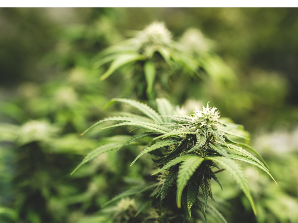 Cannabis plant