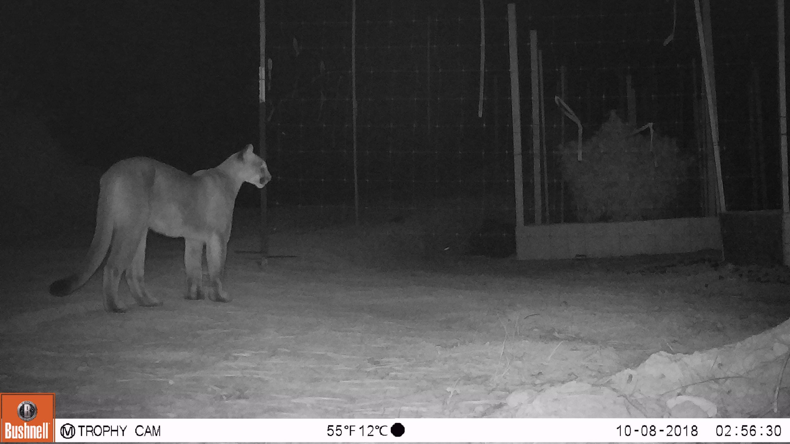 Coexisting with cannabis: Wildlife response to marijuana cultivation in the Klamath-Siskiyou Ecoregion