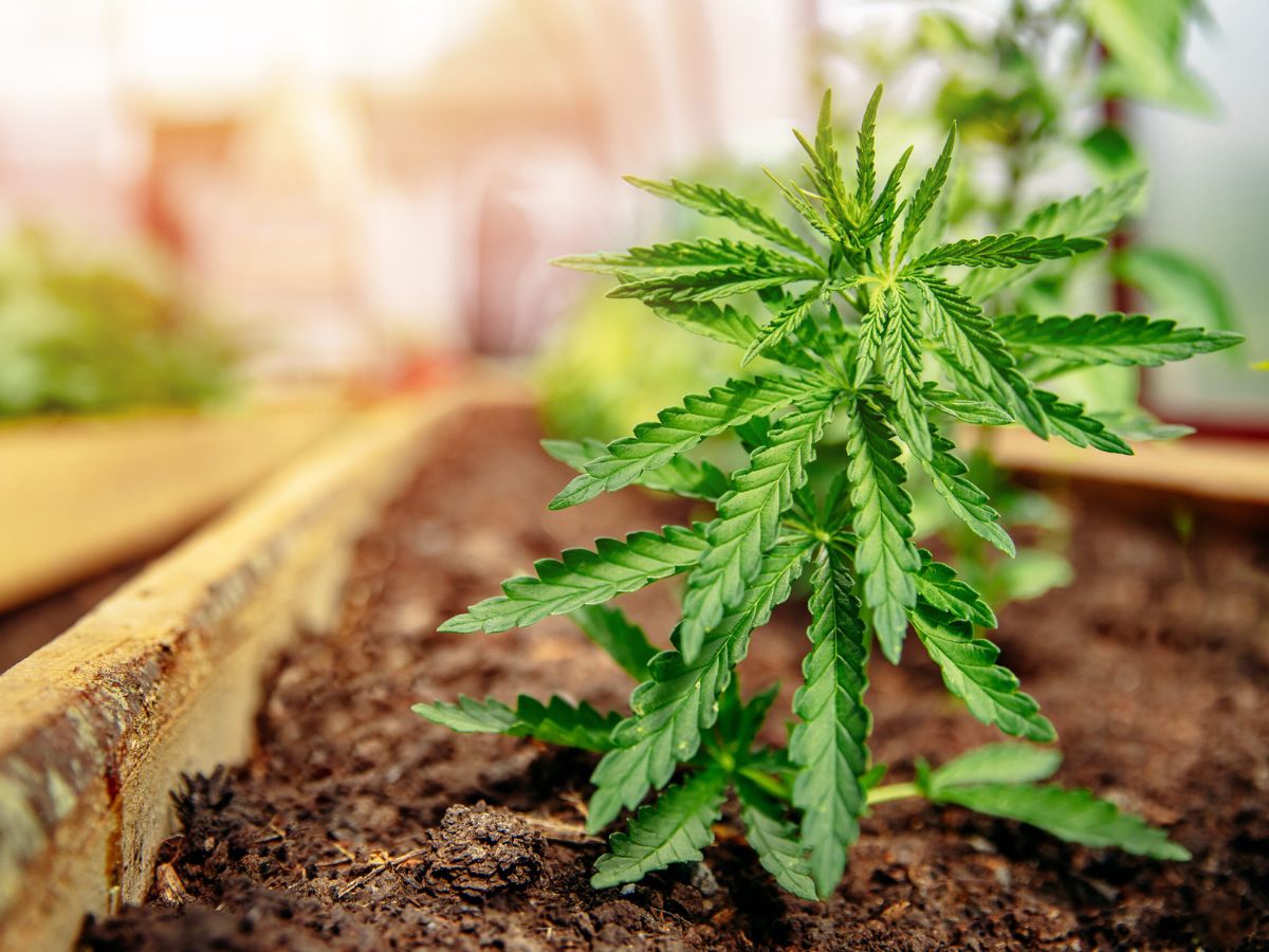 young cannabis plant