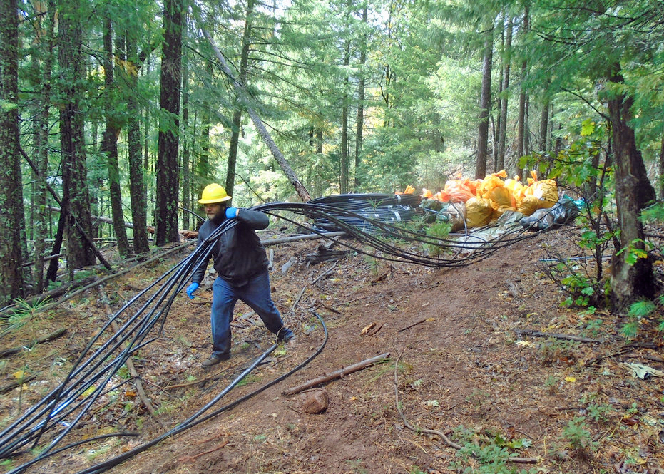 Cannabis, an emerging agricultural crop, leads to deforestation and fragmentation