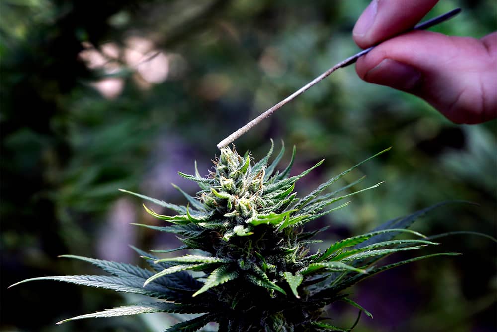 Could Cannabis Help The American West Solve Its Thorniest Environmental Issues?