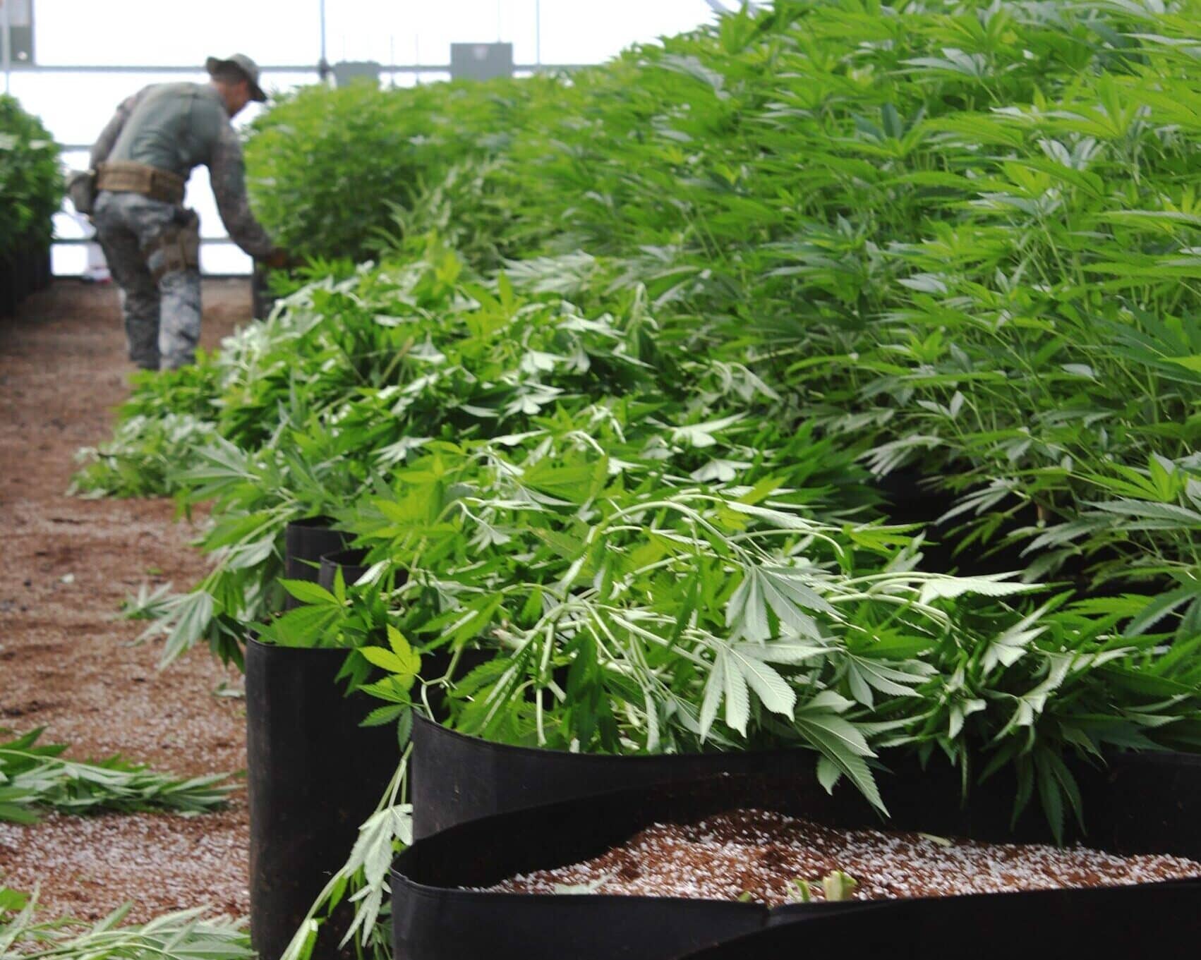Why comply? Farmer motivations and barriers in cannabis agriculture